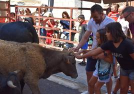 Vacas y paella en el último día de fiestas en Cervera