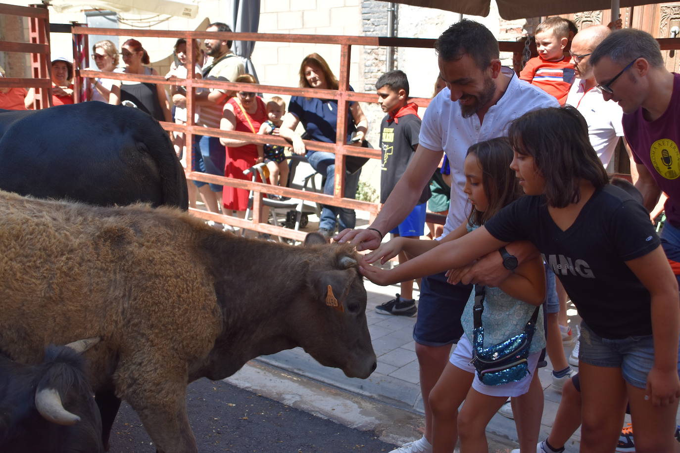 Vacas y paella en el último día de fiestas en Cervera