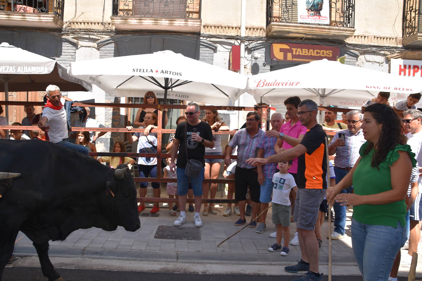 Vacas y paella en el último día de fiestas en Cervera