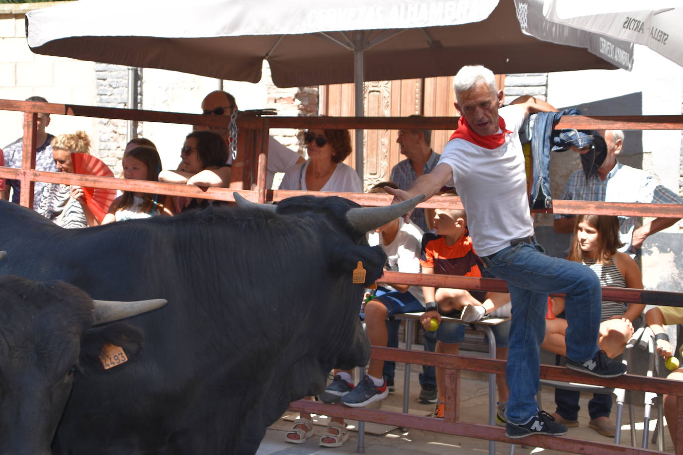Vacas y paella en el último día de fiestas en Cervera