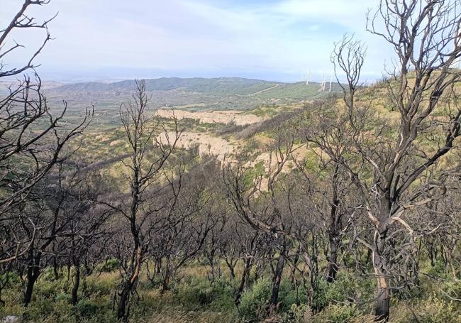 Restos del incendio de hace dos años en la Sierra de Yerga