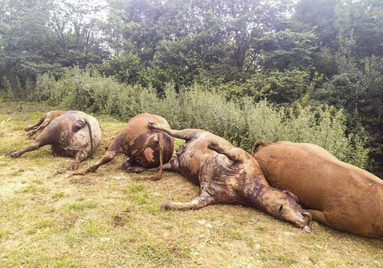 Imagen principal - Hallan una treintena de vacas muertas en un pueblo de Cantabria