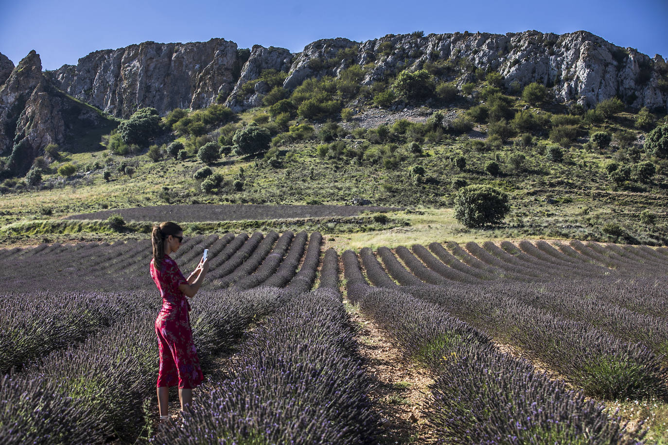 Plantación experimental de lavanda en la zona de Yerga