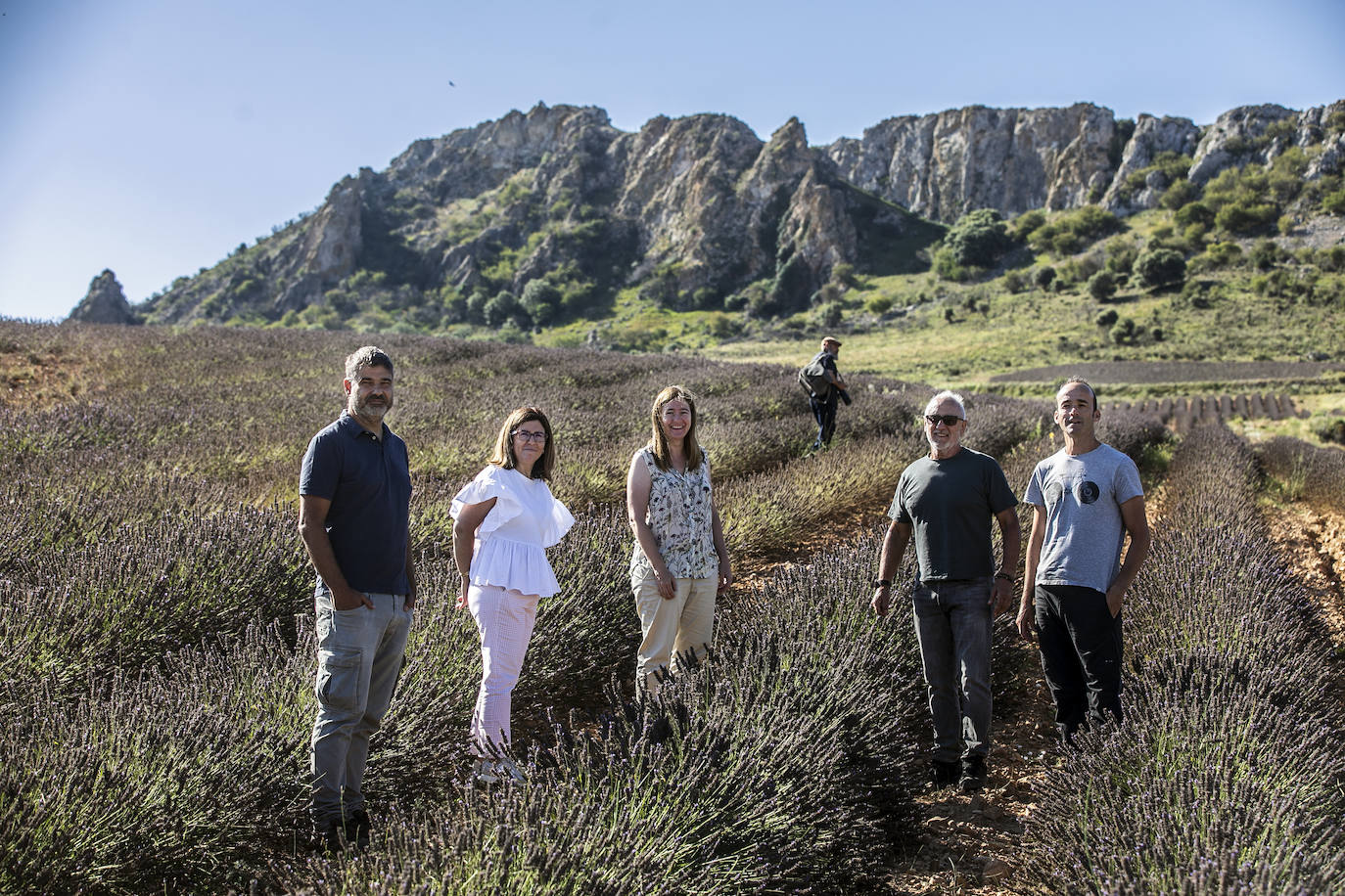 Plantación experimental de lavanda en la zona de Yerga