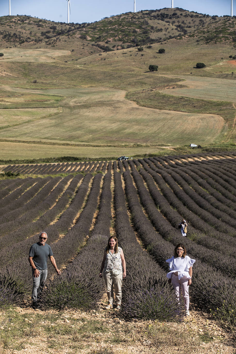 Plantación experimental de lavanda en la zona de Yerga