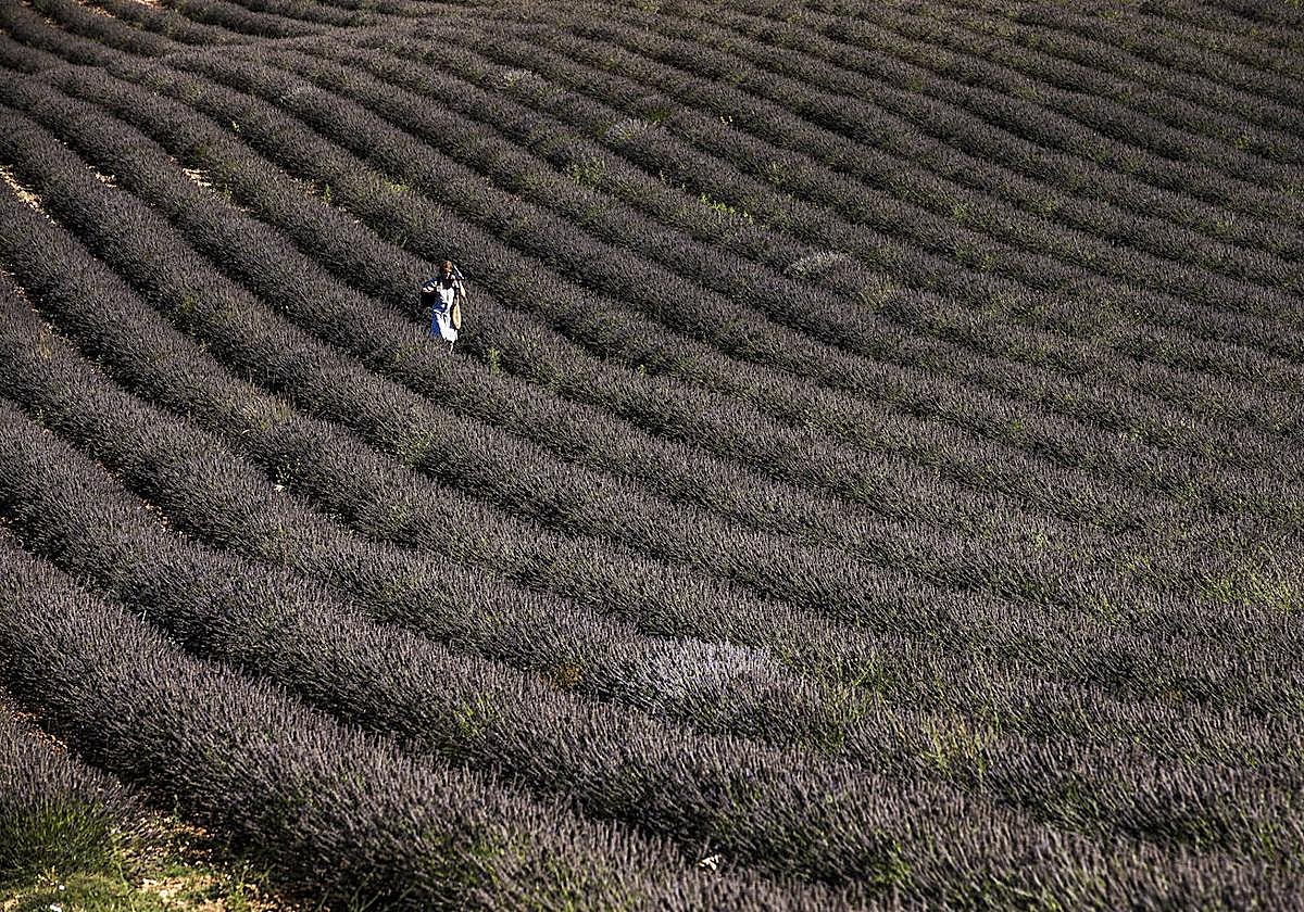 Plantación experimental de lavanda en la zona de Yerga