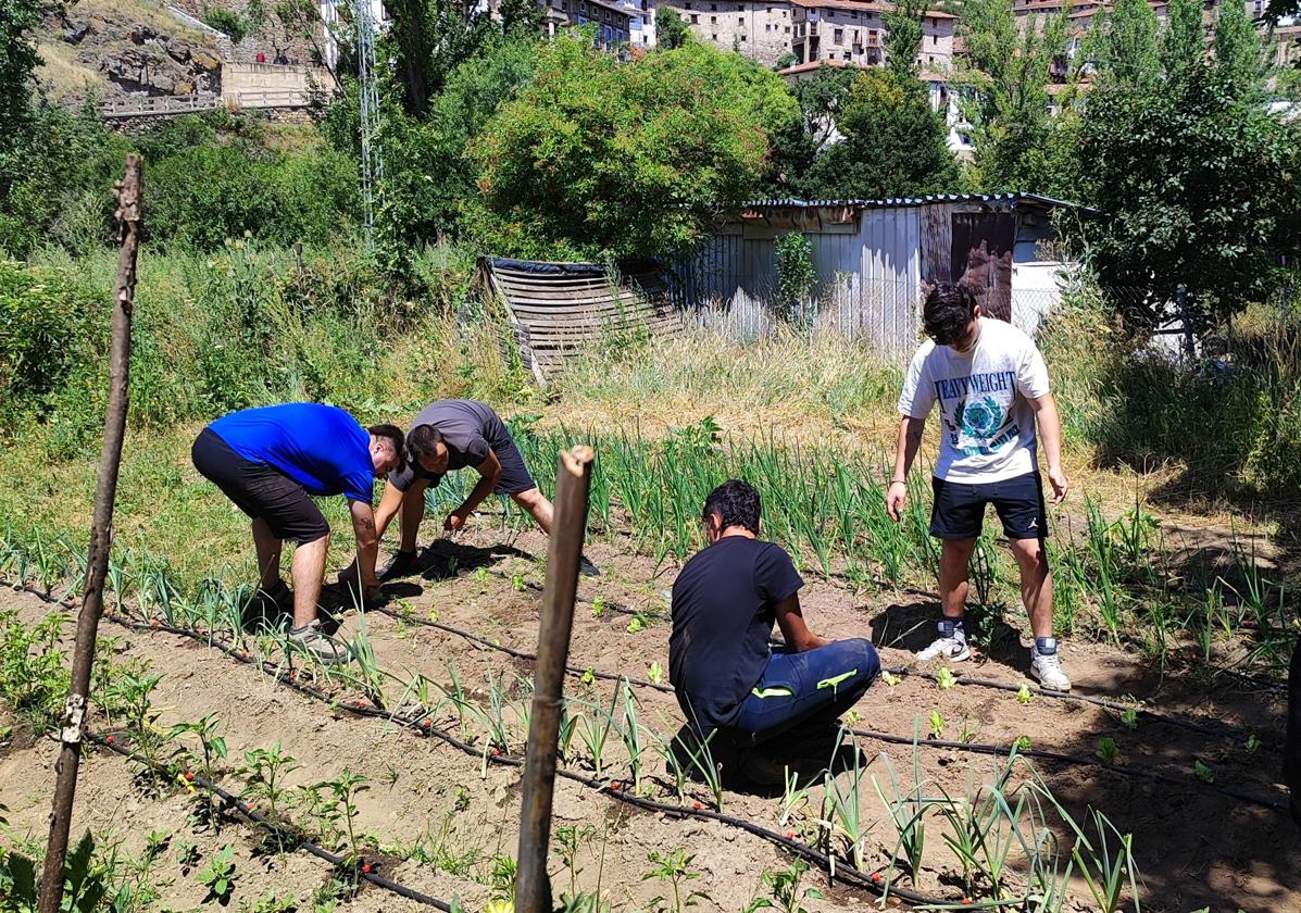 Un grupo de jóvenes de Villoslada controla el buen funcionamiento el riego por goteo.