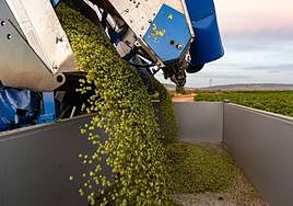 Imagen de la vendimia en Aldeanueva en 2022.