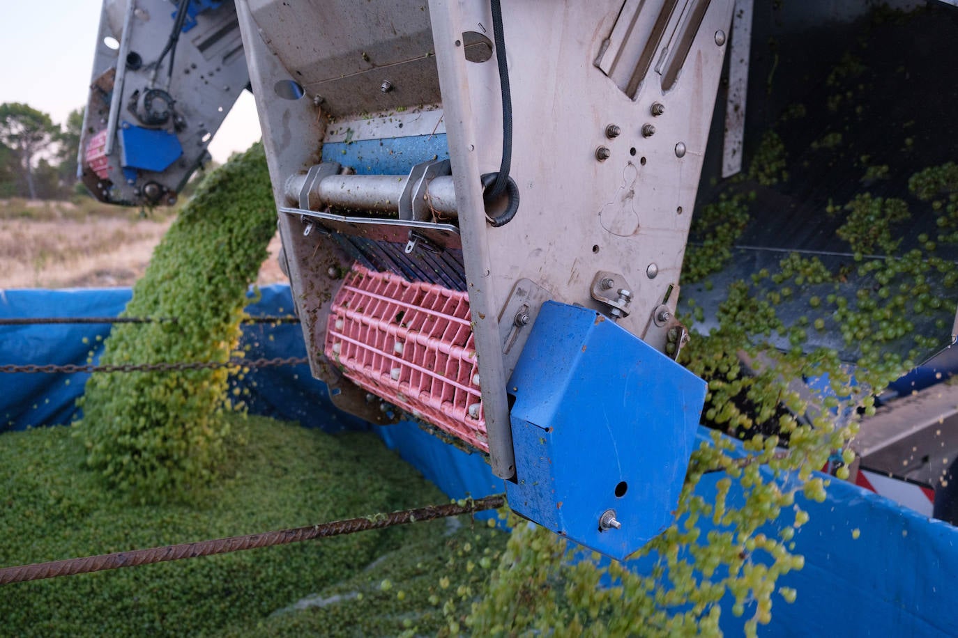 Las primeras imágenes de la vendimia en Aldeanueva