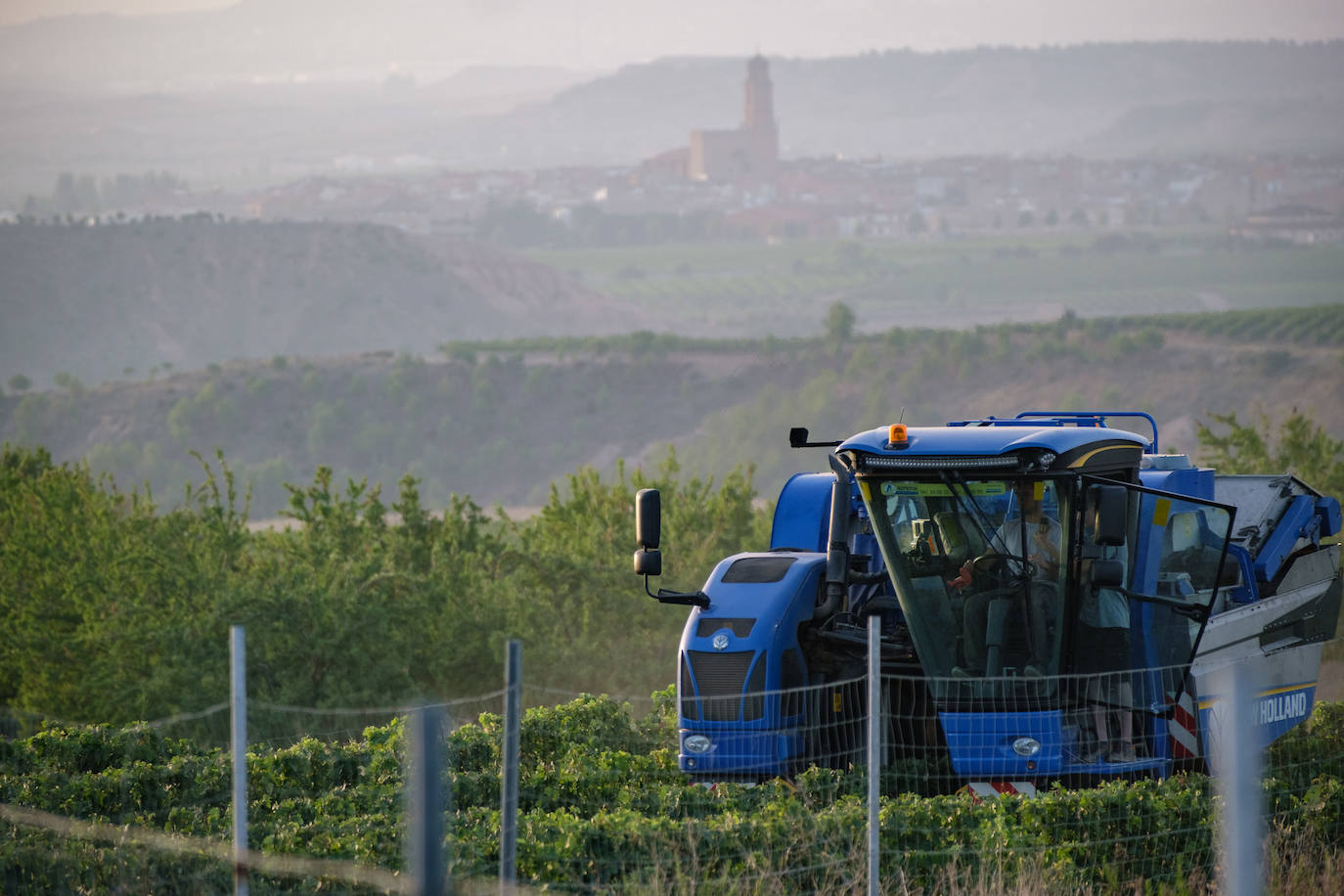 Las primeras imágenes de la vendimia en Aldeanueva