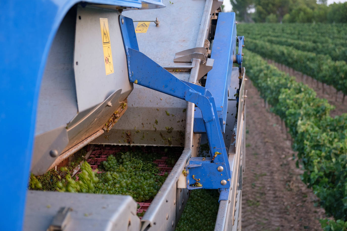 Las primeras imágenes de la vendimia en Aldeanueva