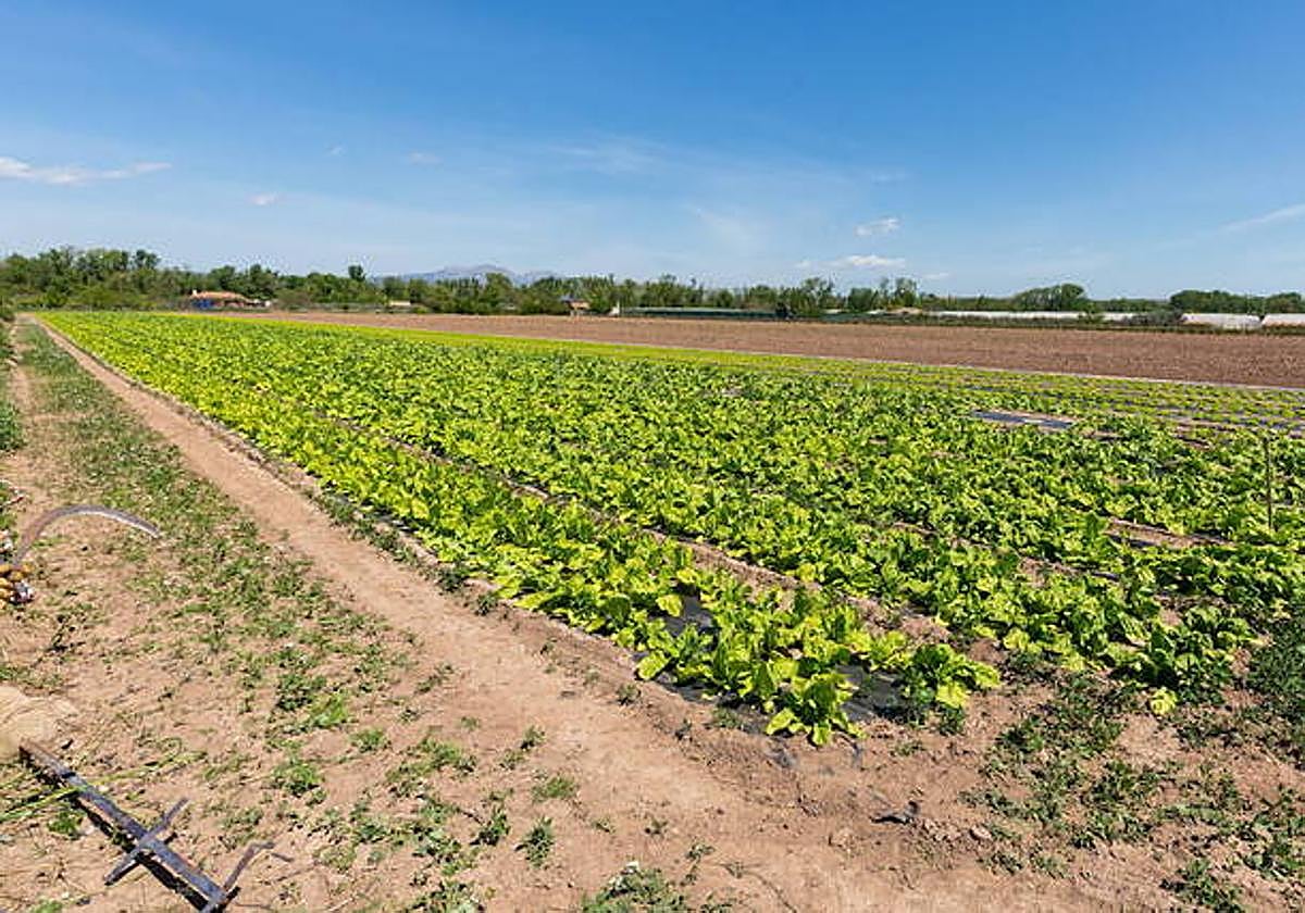 Campos en Varea fotografiados en mayo.