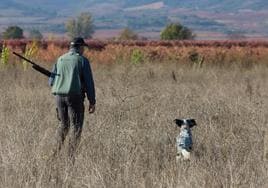 Un cazador y su perro buscan piezas por el campo riojano.