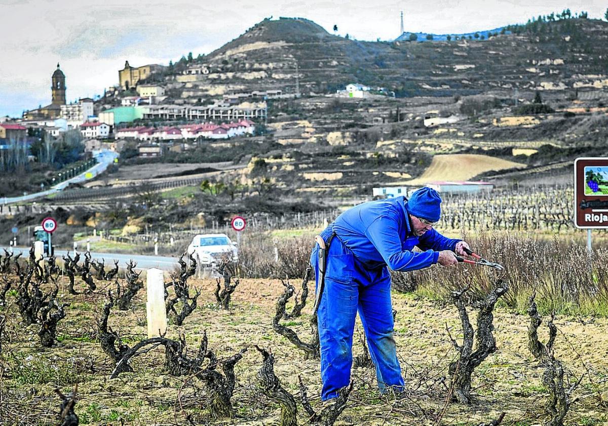 Un agricultor poda el viñedo recién vendimiado en el límite entre La Rioja y Álava.