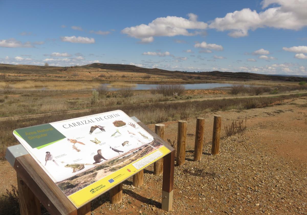 El carrizal de Cofín, y el mirador a la laguna, es uno de los lugares privilegiados de observación de aves.