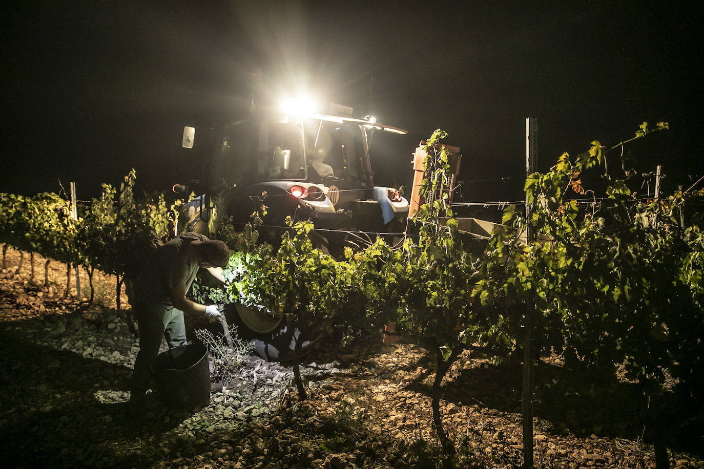 Vendimia nocturna en Bodegas Paco García, en Murillo