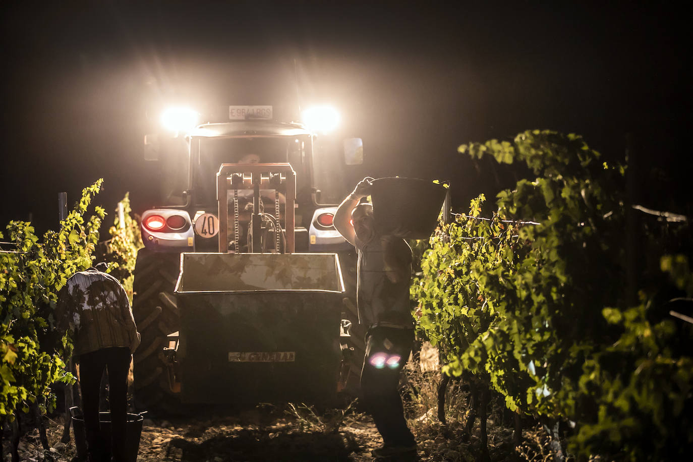 Vendimia nocturna en Bodegas Paco García, en Murillo