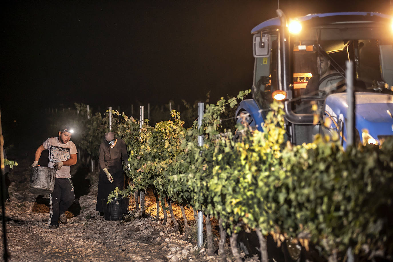 Vendimia nocturna en Bodegas Paco García, en Murillo
