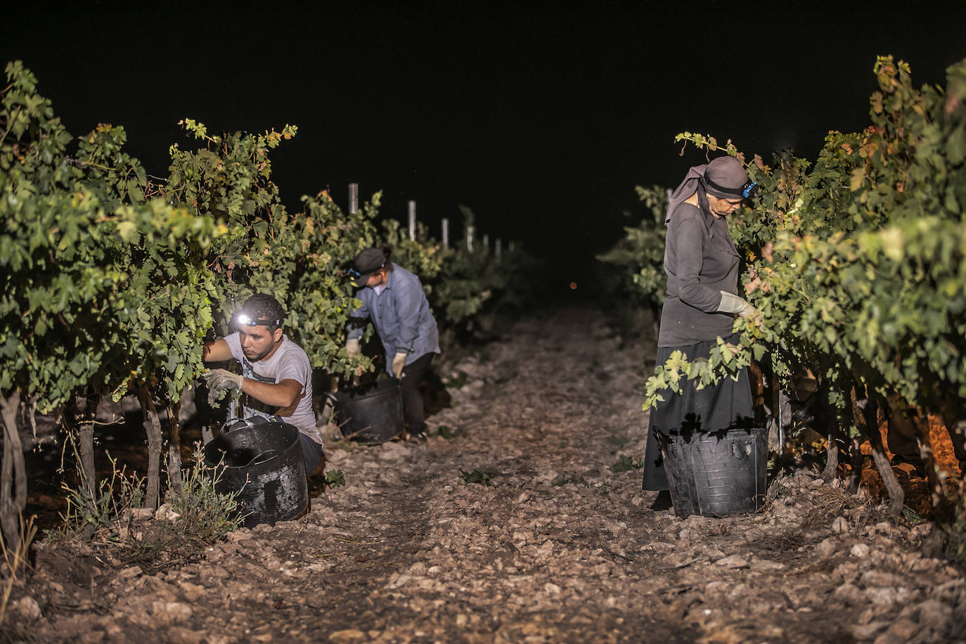 Vendimia nocturna en Bodegas Paco García, en Murillo
