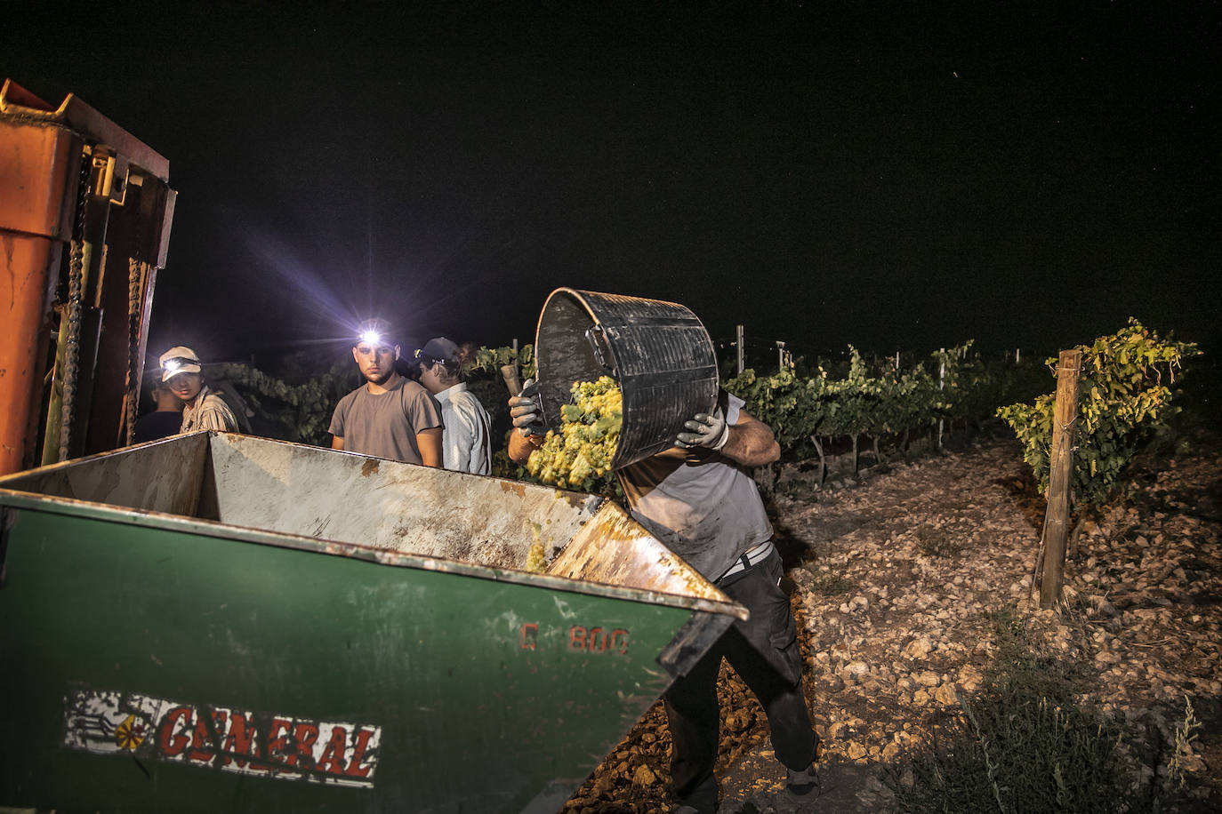 Vendimia nocturna en Bodegas Paco García, en Murillo