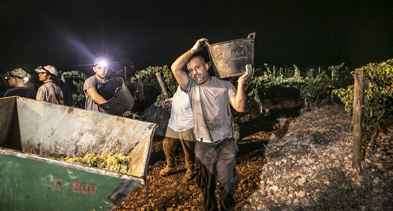 Vendimia nocturna en Bodegas Paco García, en Murillo