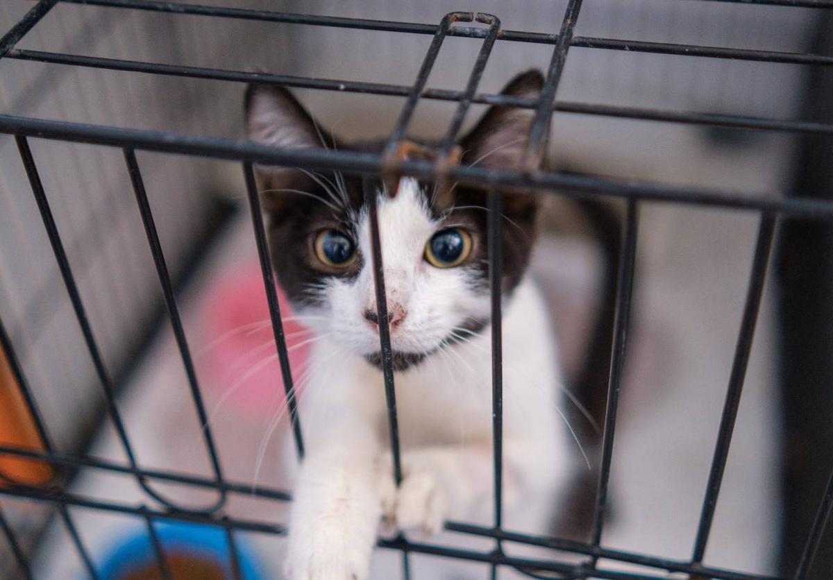 The Importance of Cat Vaccinations: Should Vaccinations be Mandatory for Cats?