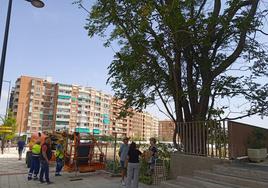 Operarios y vecinos, este martes, a la espera de la llegada de la Policía Local junto al árbol en cuestión.