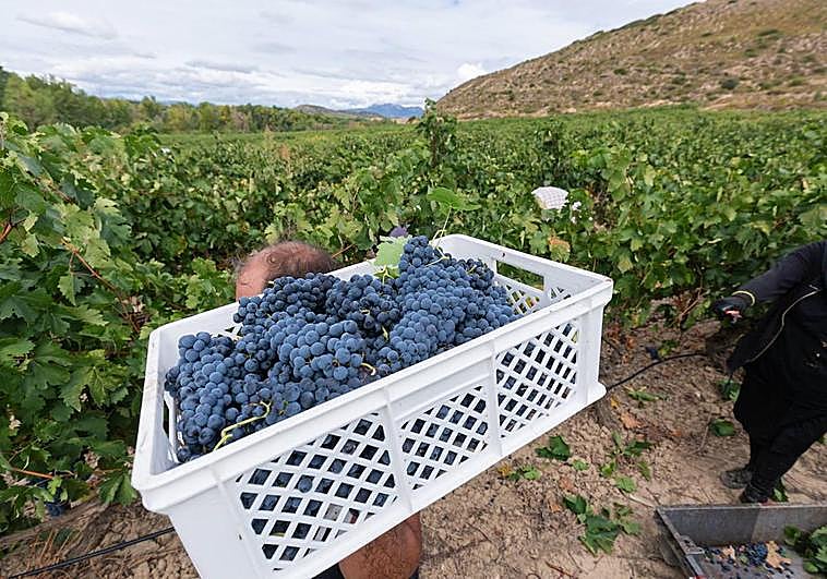 Imagen de la vendimia en Rioja 2022