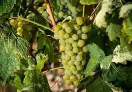 Viñedo antes de su maduración en Murillo de Río Leza