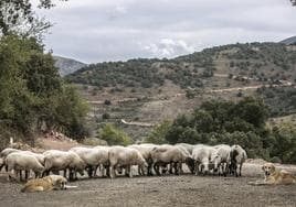Dos mastines vigilan un rebaño de ovejas en Viniegra de Abajo.