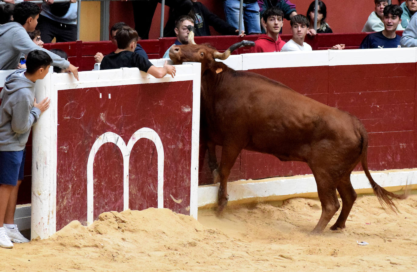 Las vaquillas del día de San Mateo