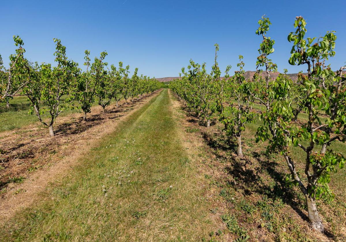 Frutales en el valle del Iregua.