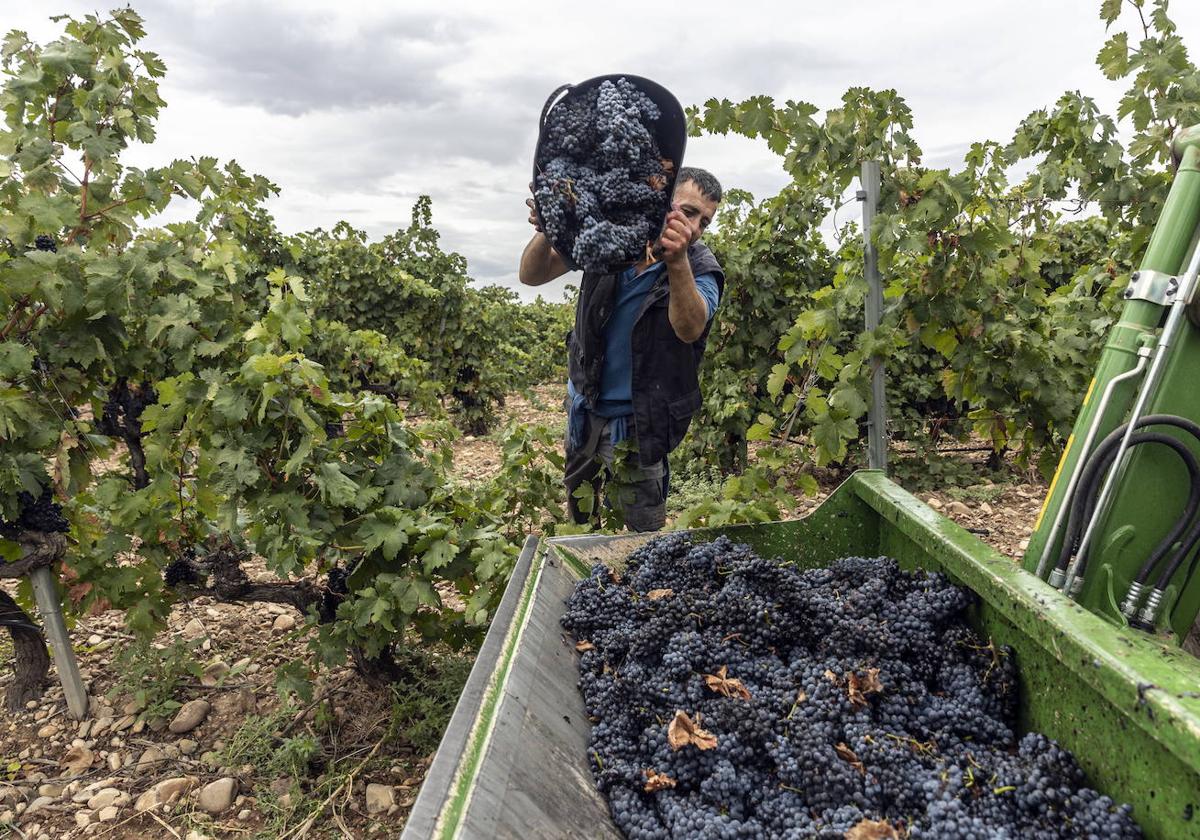 Vendimia reciente en una viña de Rioja.