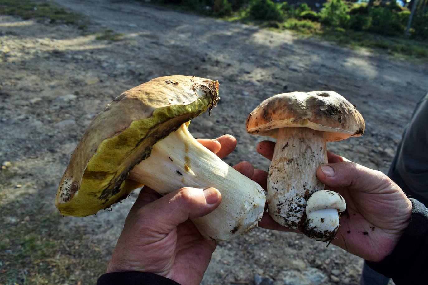 Boletus recolectados.