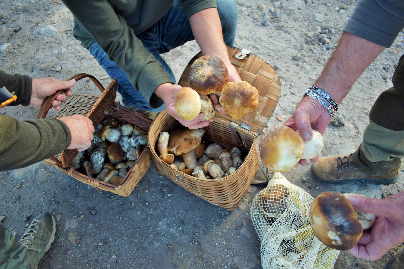 Muestra de setas recogidas.