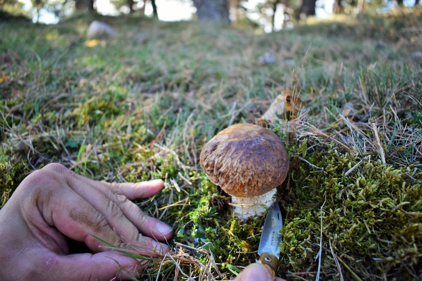 Recolección de un boletus.