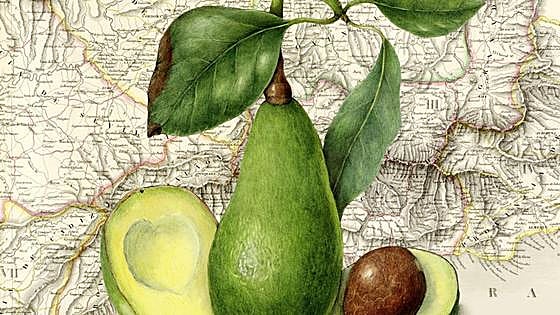 Historia del aguacate español, el oro verde