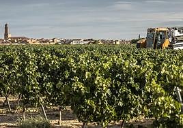 Imagen de una viña de Aldeanueva de Ebro durante la vendimia, con la localidad al fondo.