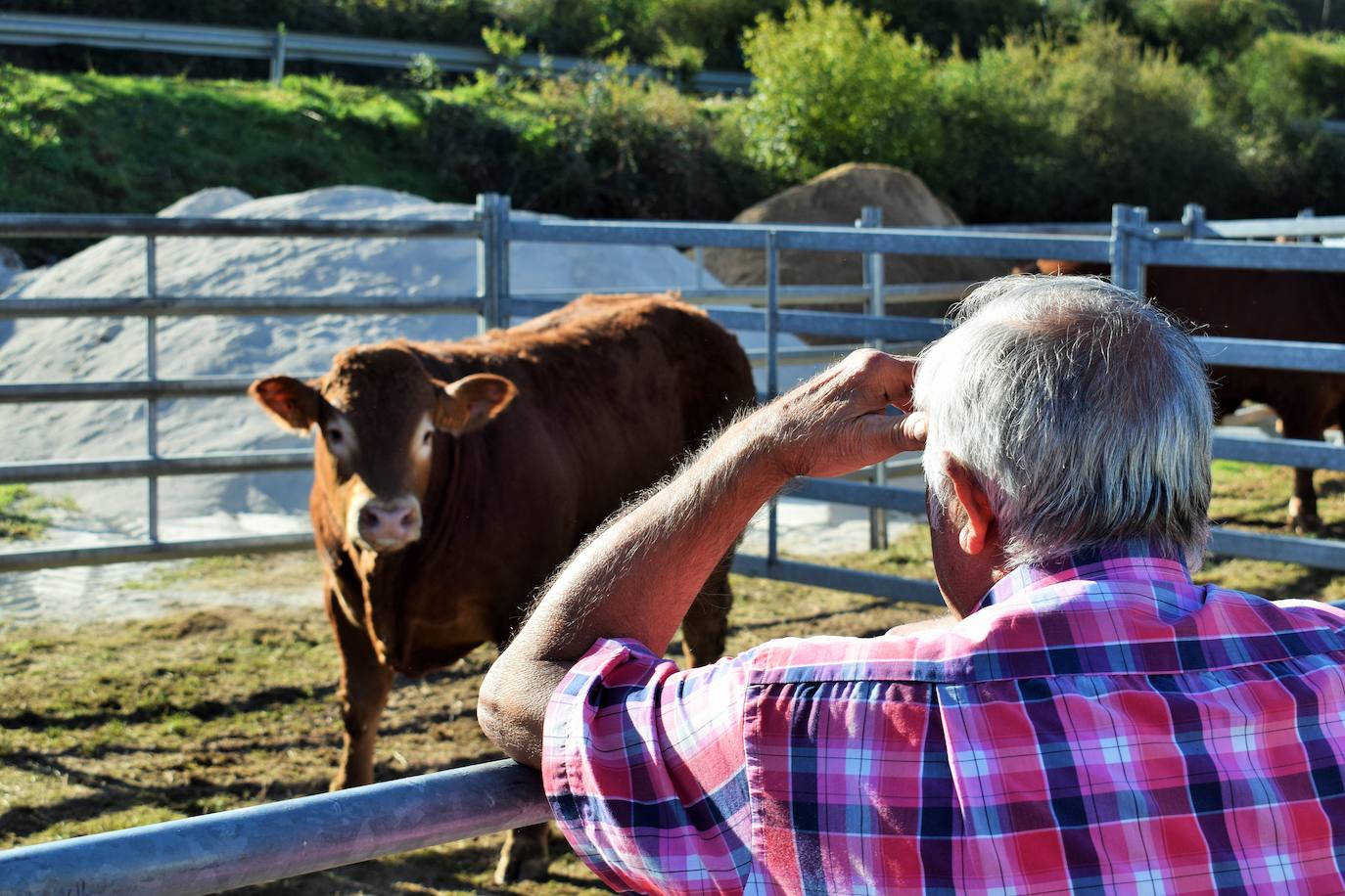 La XIII Feria del Ganado Selecto reúne este jueves más de 60 animales