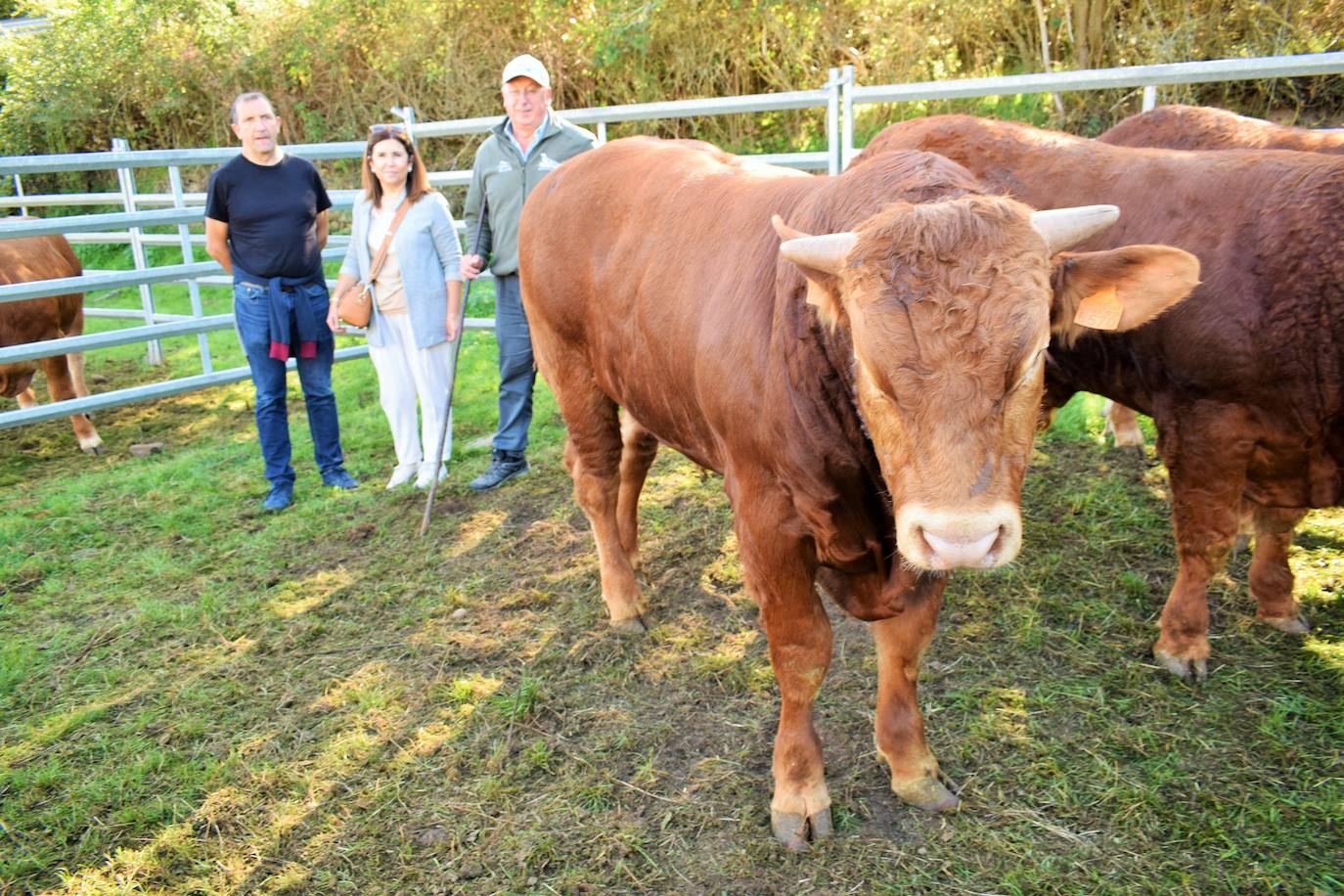 La XIII Feria del Ganado Selecto reúne este jueves más de 60 animales