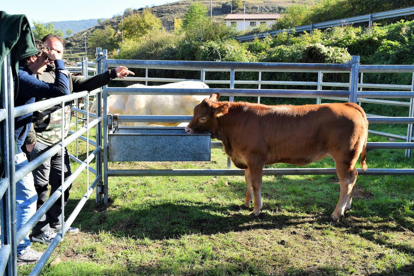 La XIII Feria del Ganado Selecto reúne este jueves más de 60 animales