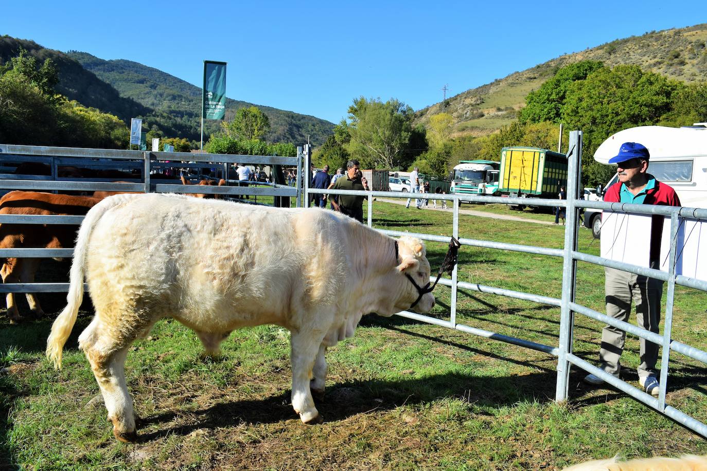 La XIII Feria del Ganado Selecto reúne este jueves más de 60 animales