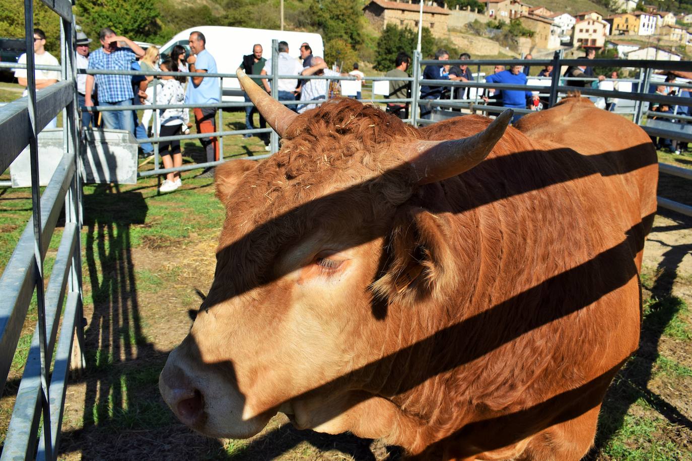 La XIII Feria del Ganado Selecto reúne este jueves más de 60 animales