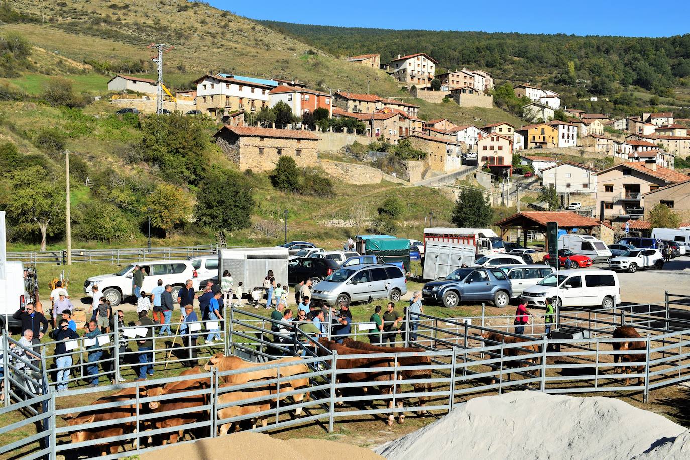 La XIII Feria del Ganado Selecto reúne este jueves más de 60 animales