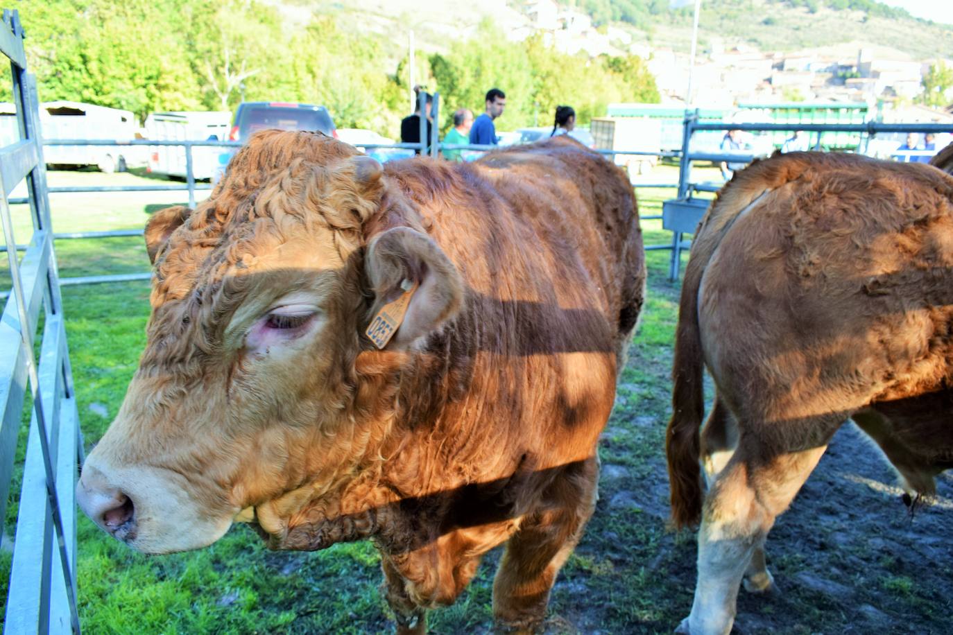 La XIII Feria del Ganado Selecto reúne este jueves más de 60 animales