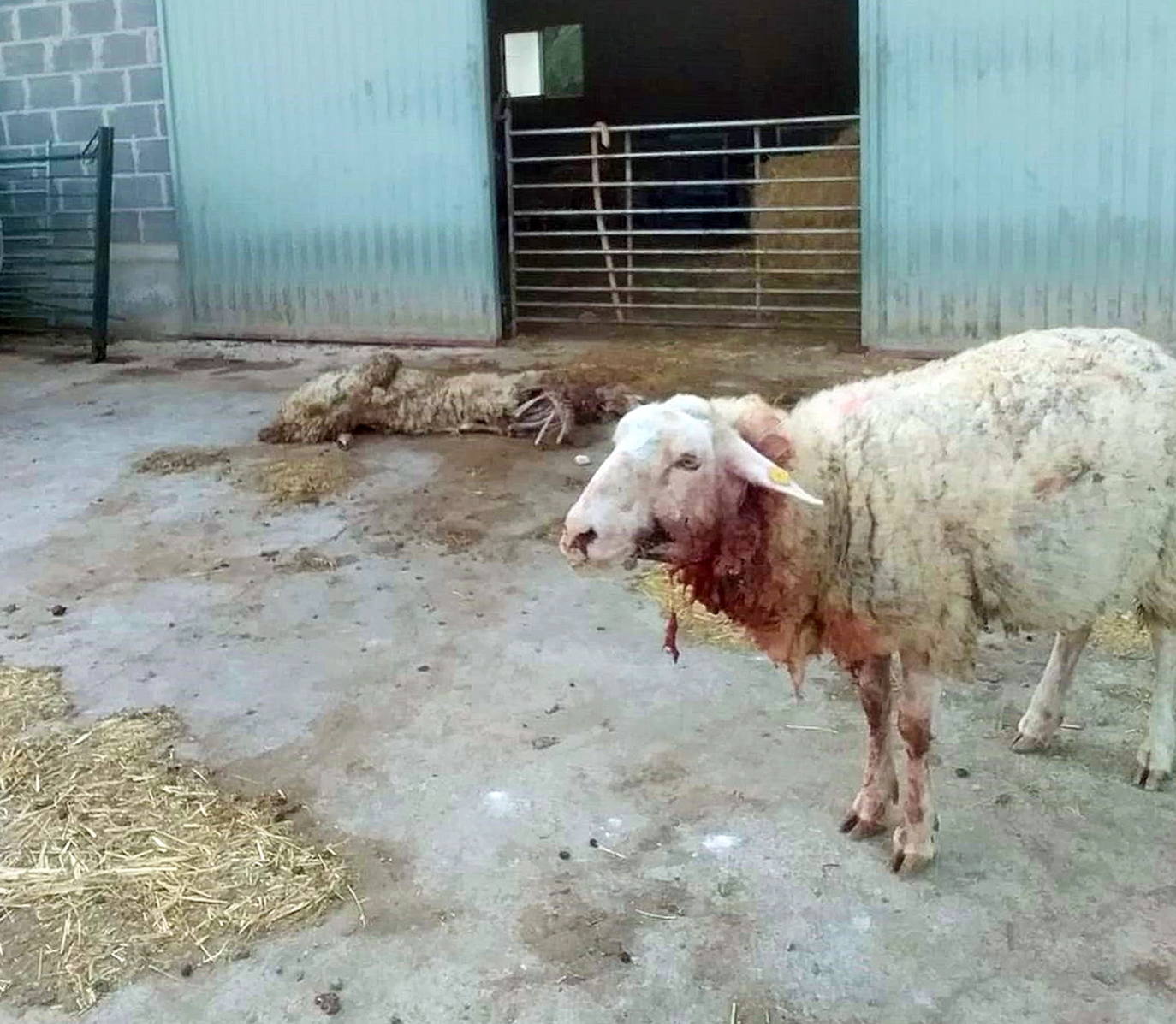 Oveja atacada por un lobo.