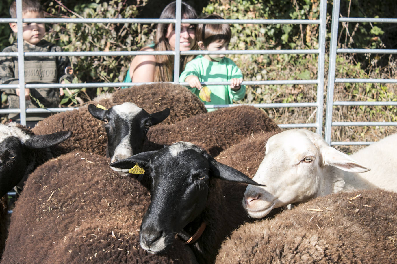 XIX Feria de ganado y de artesanía agroalimentaria de Ojacastro