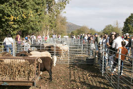 XIX Feria de ganado y de artesanía agroalimentaria de Ojacastro