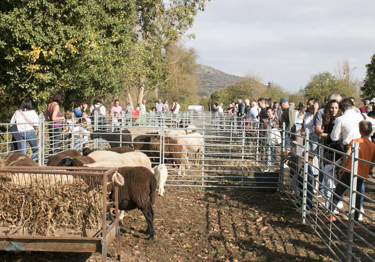 XIX Feria de ganado y de artesanía agroalimentaria de Ojacastro