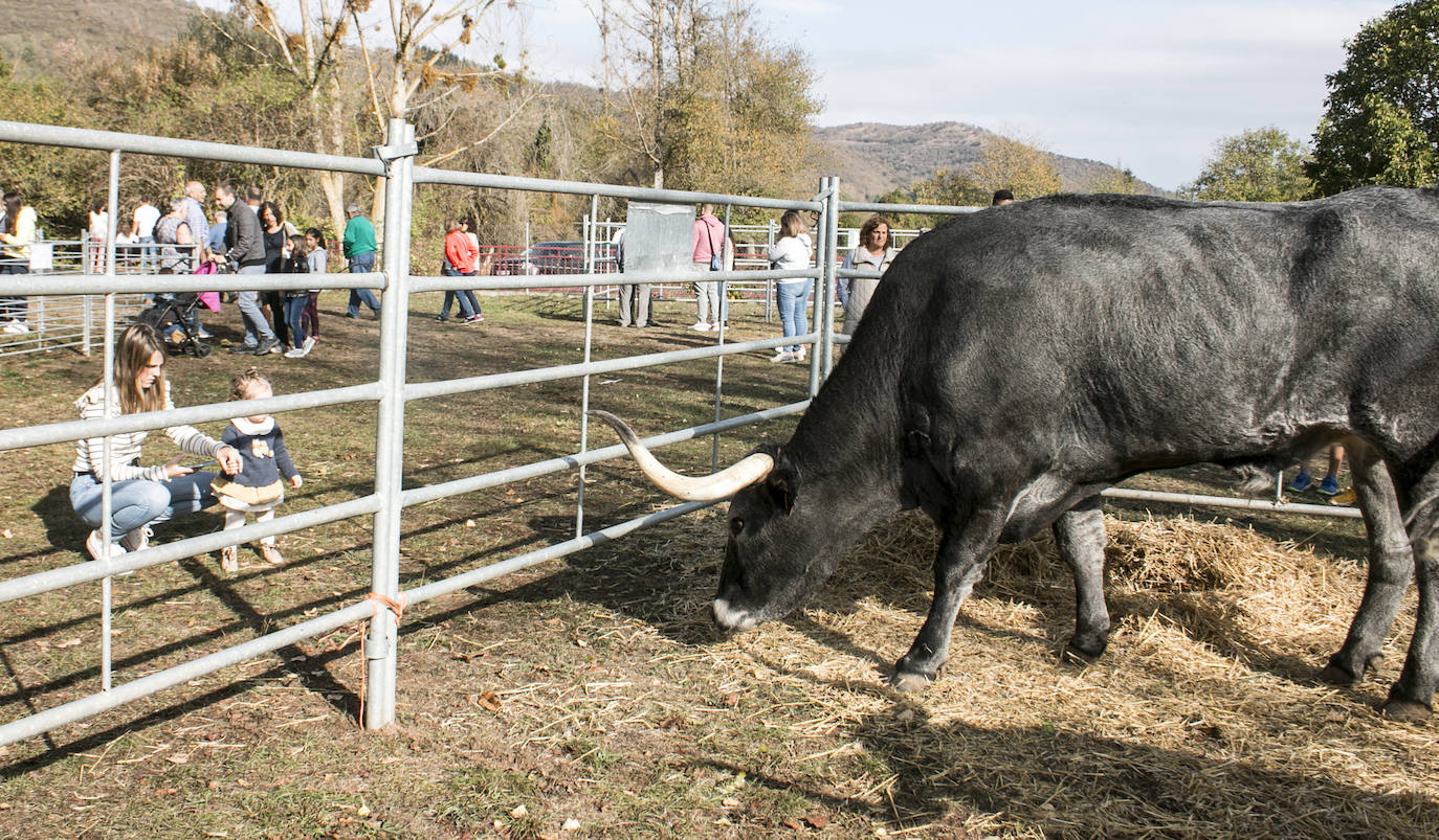 XIX Feria de ganado y de artesanía agroalimentaria de Ojacastro